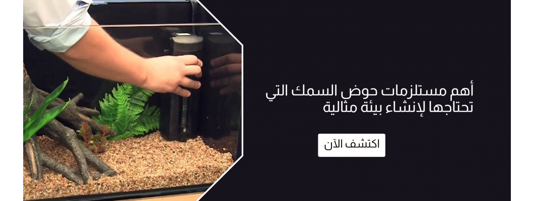 أهم مستلزمات حوض السمك التي تحتاجها لإنشاء بيئة مثالية أهم مستلزمات حوض السمك التي تحتاجها لإنشاء بيئة مثالية