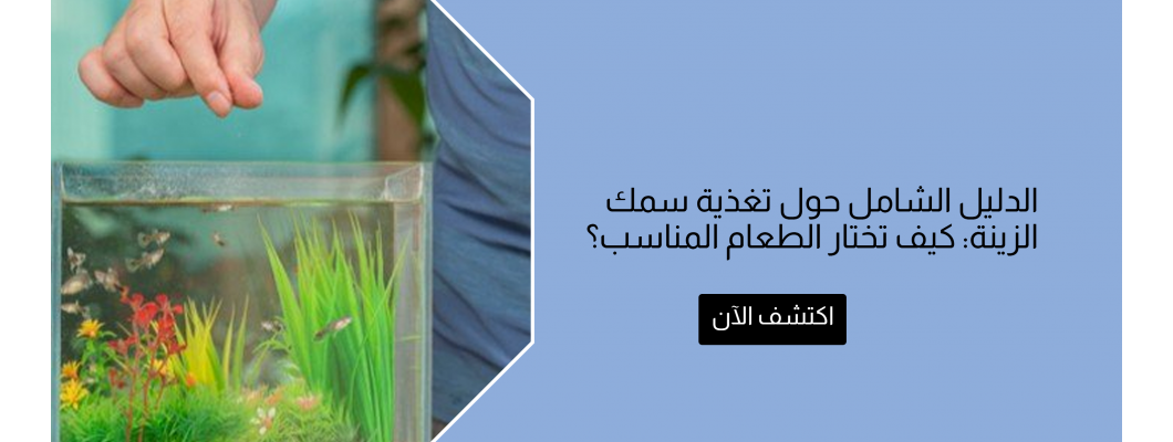 الدليل الشامل حول تغذية سمك الزينة: كيف تختار الطعام المناسب؟