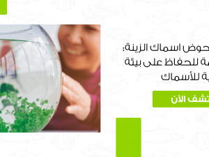 دليل العناية بحوض اسماك الزينة: خطوات مهمة دليل العناية بحوض اسماك الزينة: خطوات مهمة