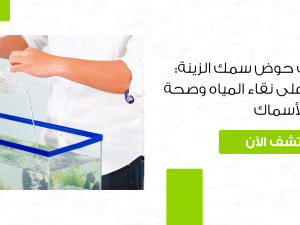 كيفية تنظيف حوض سمك الزينة: نصائح للحفاظ على الأسماك كيفية تنظيف حوض سمك الزينة: نصائح للحفاظ على الأسماك