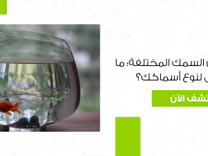 مقاسات حوض السمك المختلفة: ما هو الأفضل لنوع أسماكك؟ مقاسات حوض السمك المختلفة: ما هو الأفضل لنوع أسماكك؟