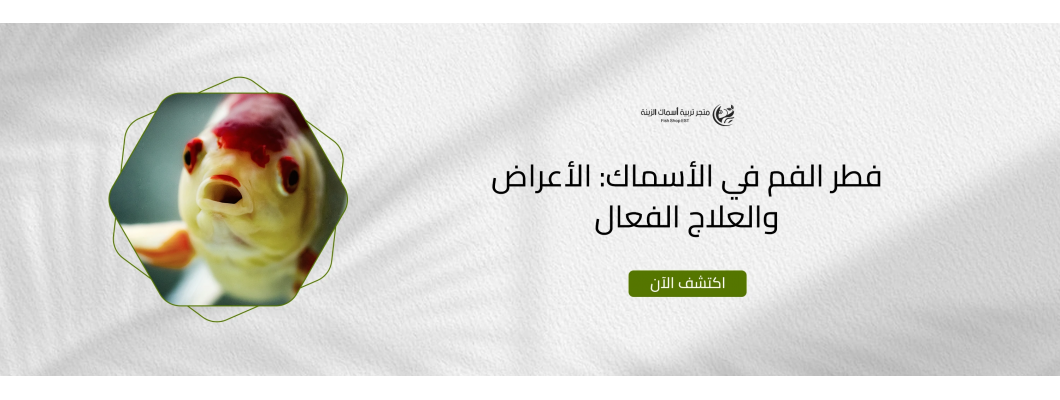 فطر الفم في الأسماك: الأعراض والعلاج الفعال