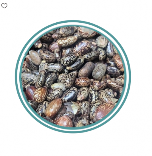 حبة الخروع 