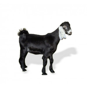 توصيل تيس حري 