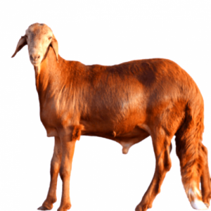 سواكني تربيه طائفيه 