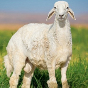 طلي حري جبر 