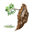 أعشاب صمغية