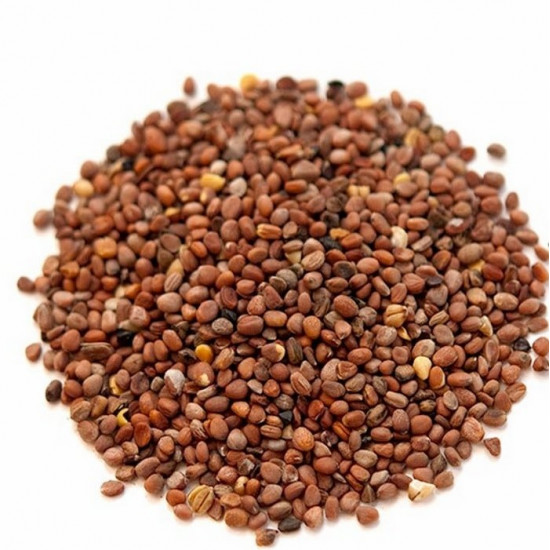 بذور الفجل بذور الفجل