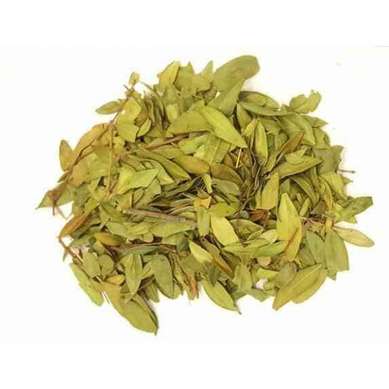 ورق الاس ورق الاس