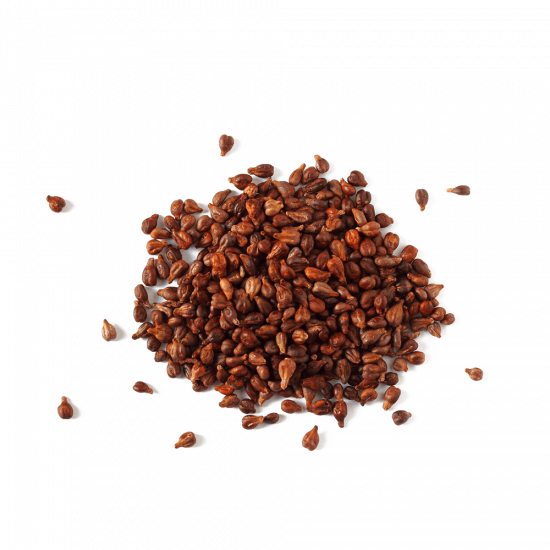 حلبة الخيل