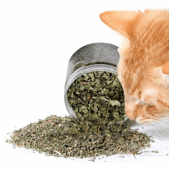 علبة كاتنيب نعناع بري طبيعي (  Catnip )  كمية اكبر 