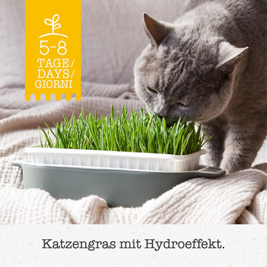 GimCat Hydro Grass عشب القطط الطازج ينمو خلال 5 إلى 8 أيام