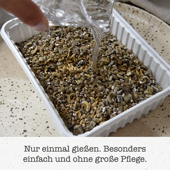 GimCat Hydro Grass عشب القطط الطازج ينمو خلال 5 إلى 8 أيام