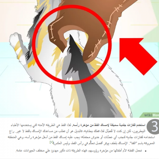 مقياس زئبقي لقياس درجة حرارة الحيوانات الاليفة مقياس زئبقي لقياس درجة حرارة الحيوانات الاليفة