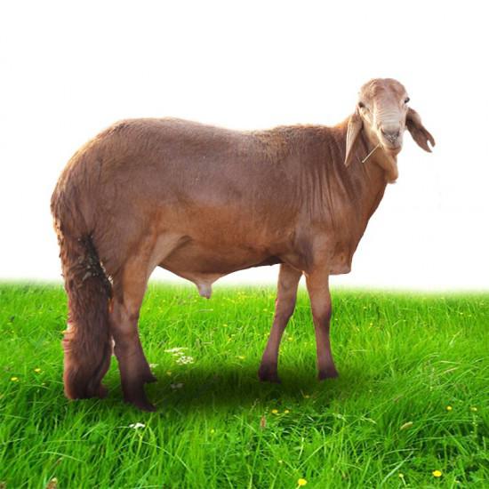 سواكني 