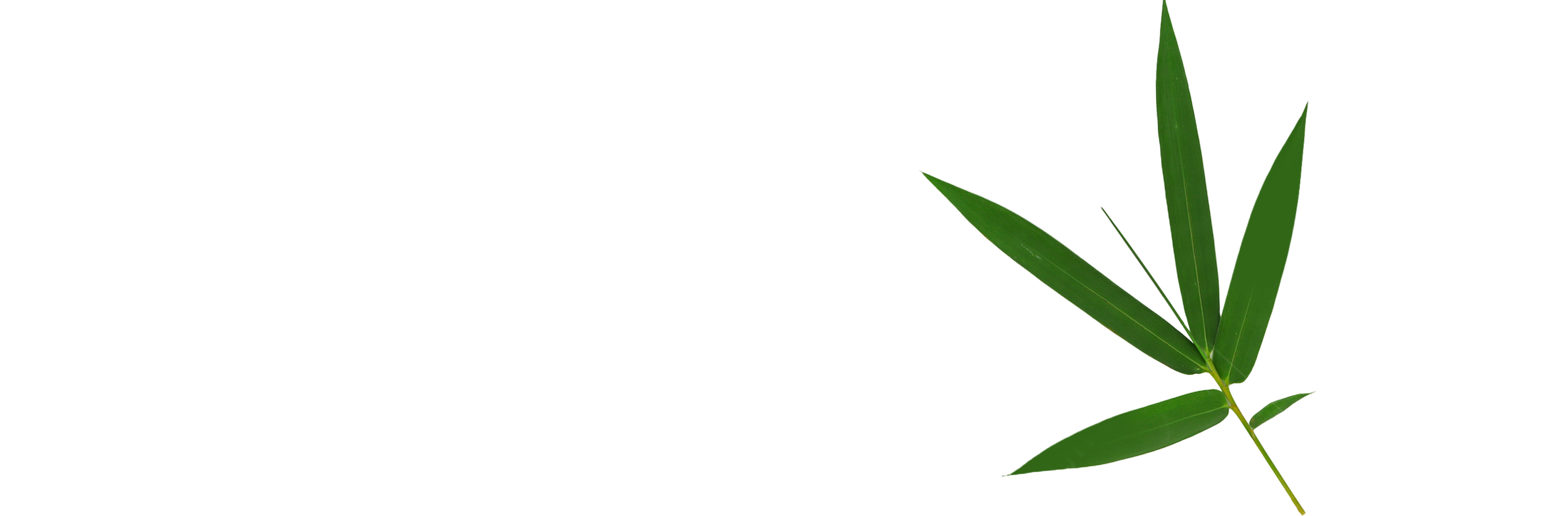 شجرة الخيزران