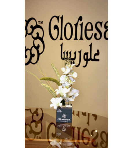 gloriesa box