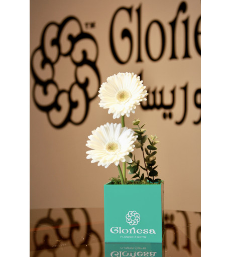 gloriesa box 2