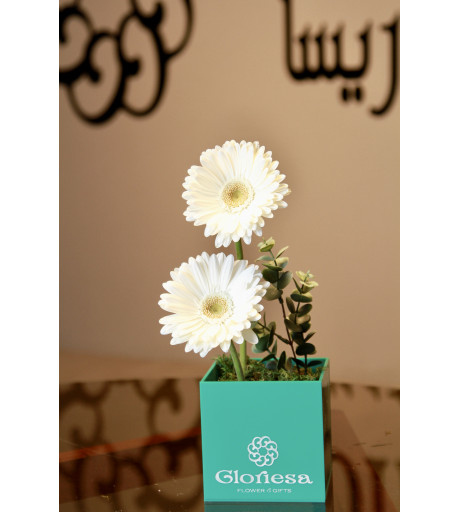 gloriesa box 2