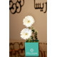 gloriesa box 2
